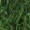 Long Green Witch Wig